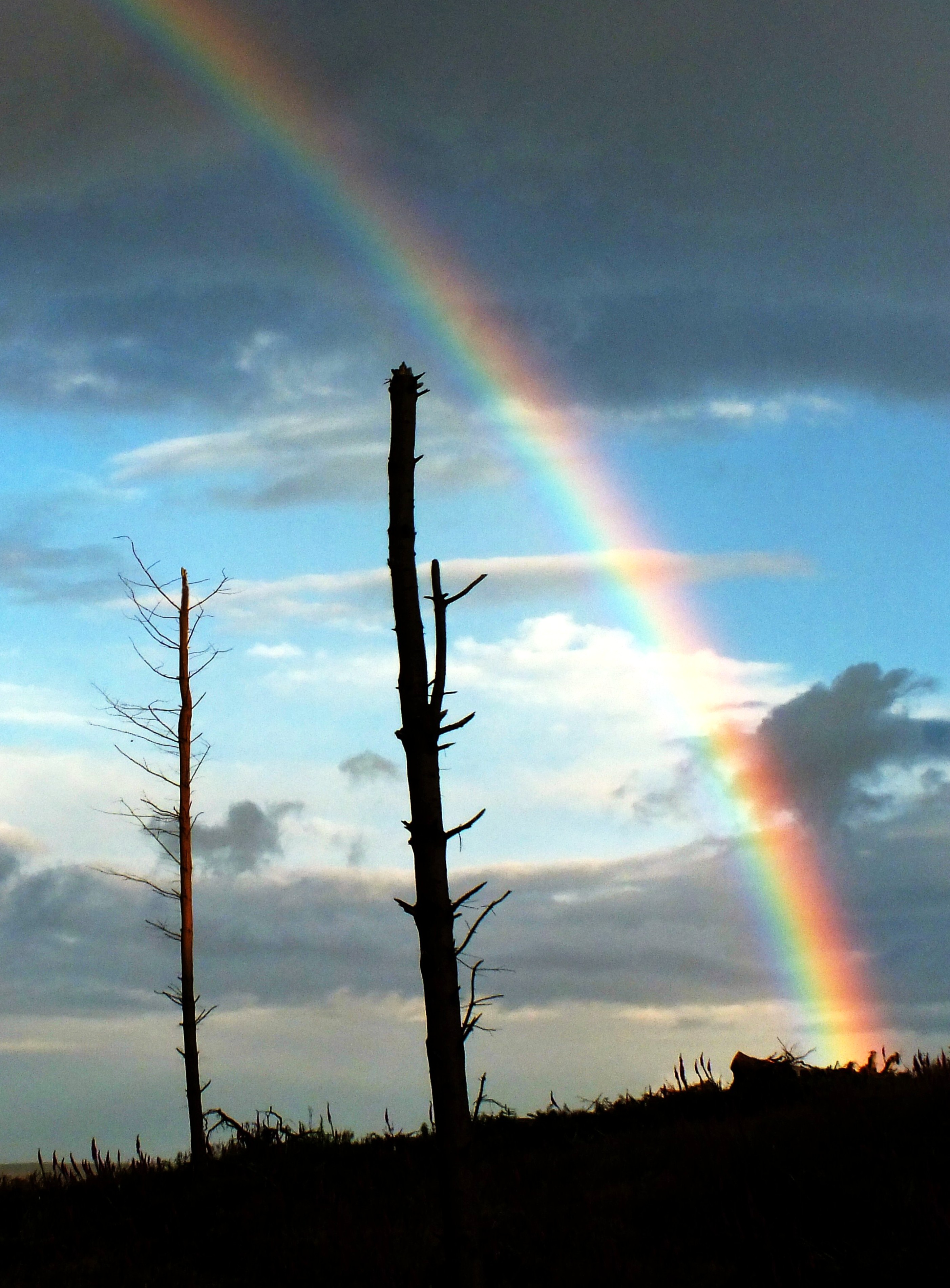 DEAD TREE AND RAINBOW Bill Bagley Photography